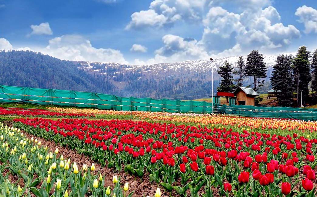 Patnitop