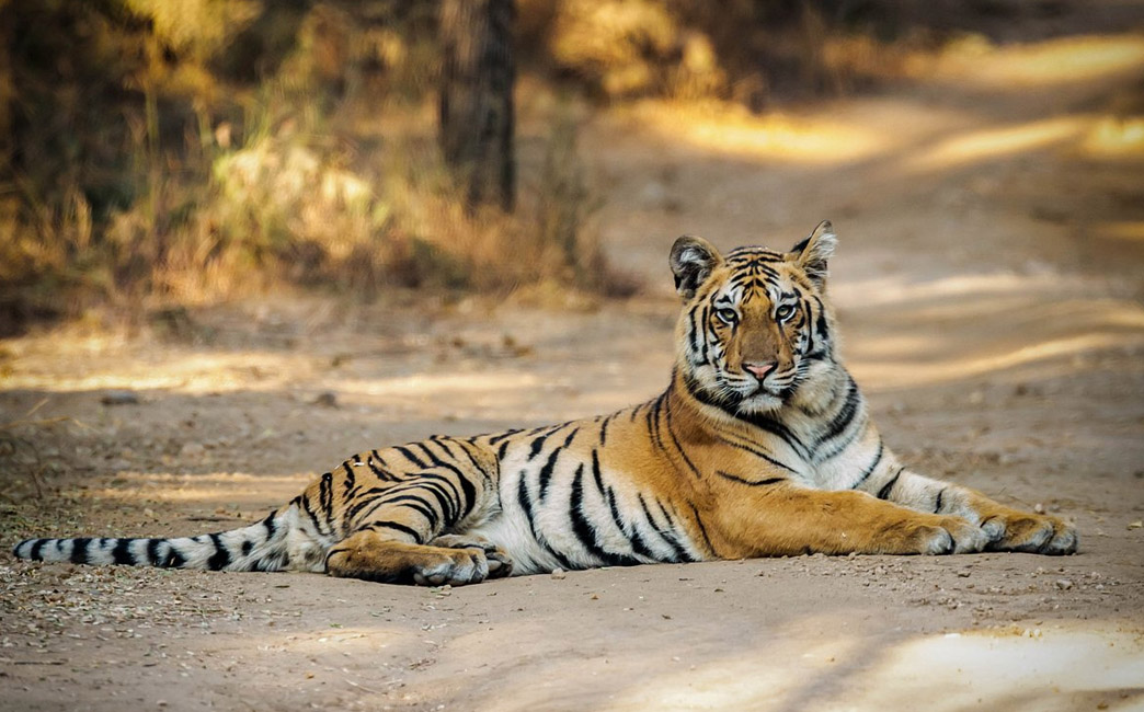 Pench